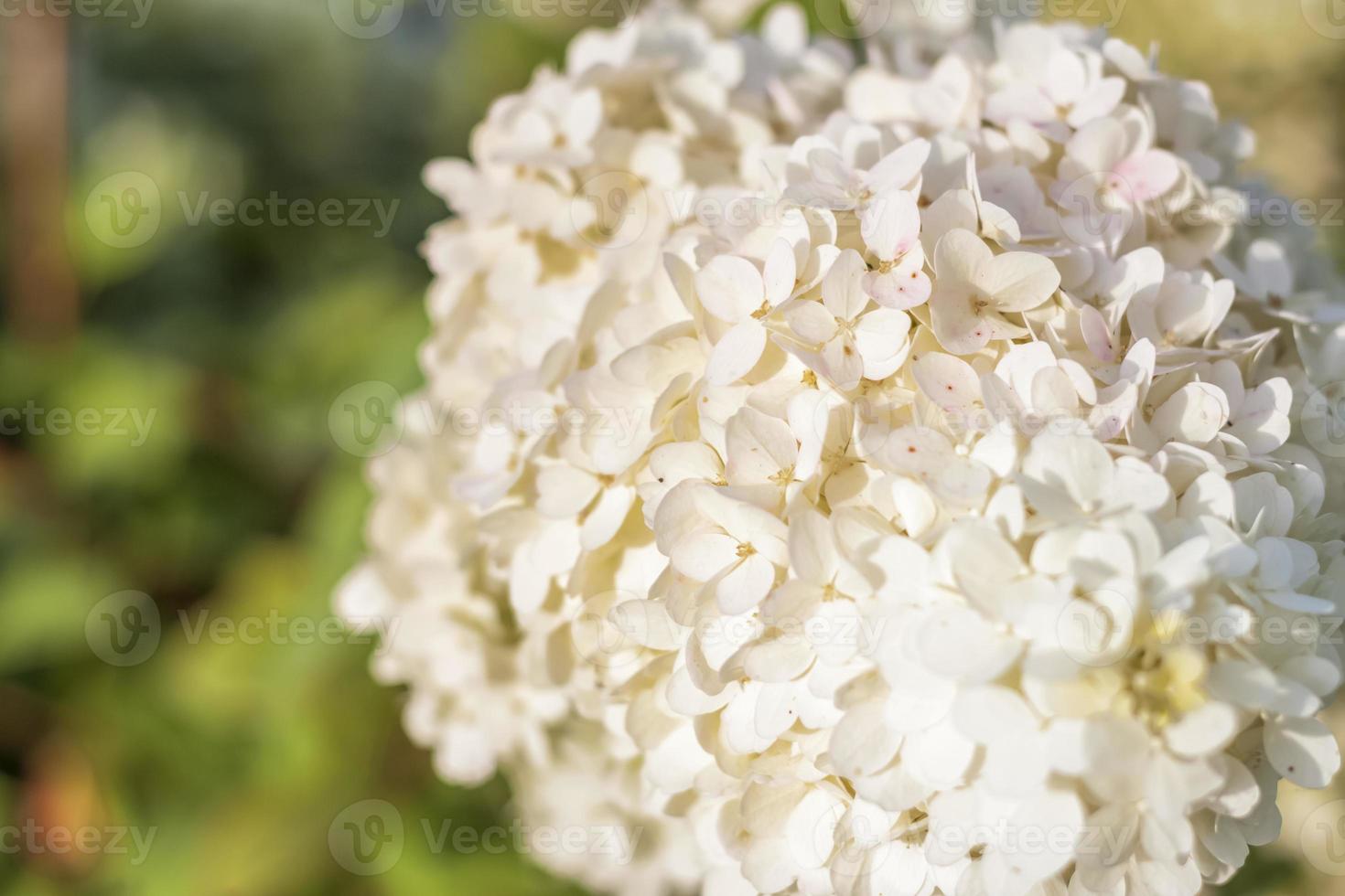 Hydrangea in the garden in a flowerbed under the open sky. Lush delightful huge inflorescence of white and pink hydrangeas in the garden photo