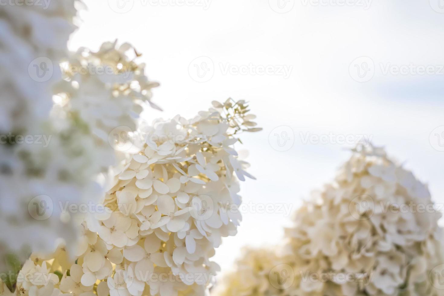 Hydrangea in the garden in a flowerbed under the open sky. Lush delightful huge inflorescence of white and pink hydrangeas in the garden photo