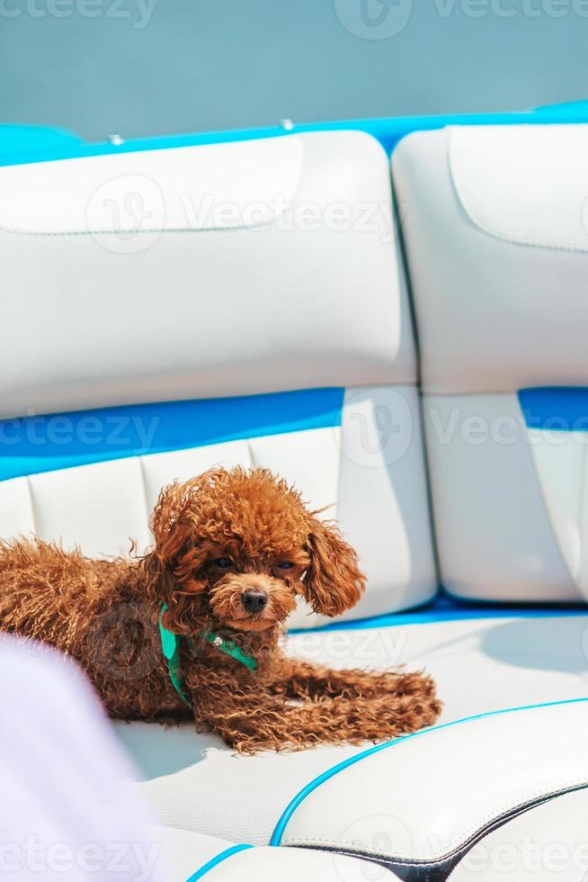 Portrait of a toy poodle puppy on a sailing boat photo