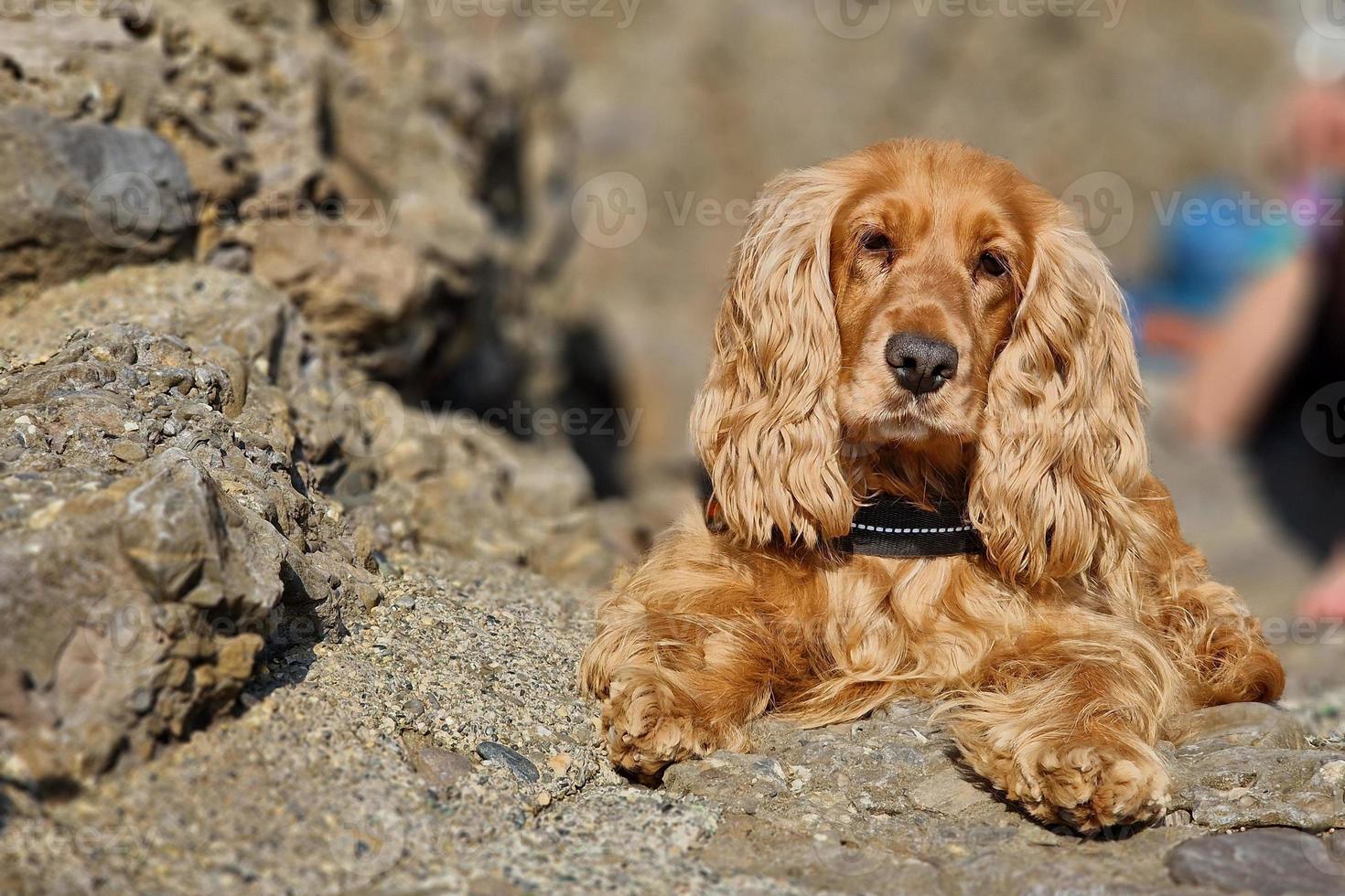 retrato de cocker spaniel mirándote foto