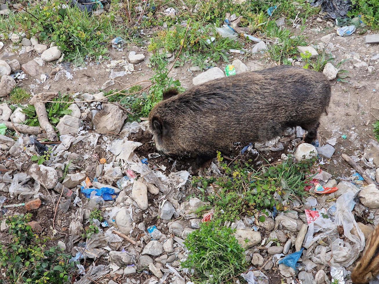 swine fever wild boar in Genoa town Bisagno river urban wildlife looking for food in garbage and resting photo
