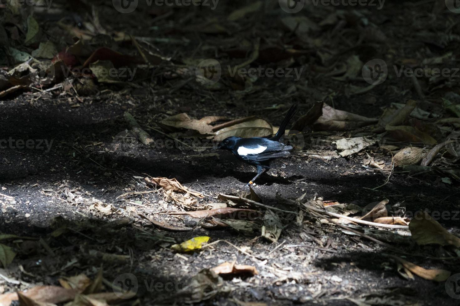 Endemic Magpie Robin bird cousin island seychelles photo