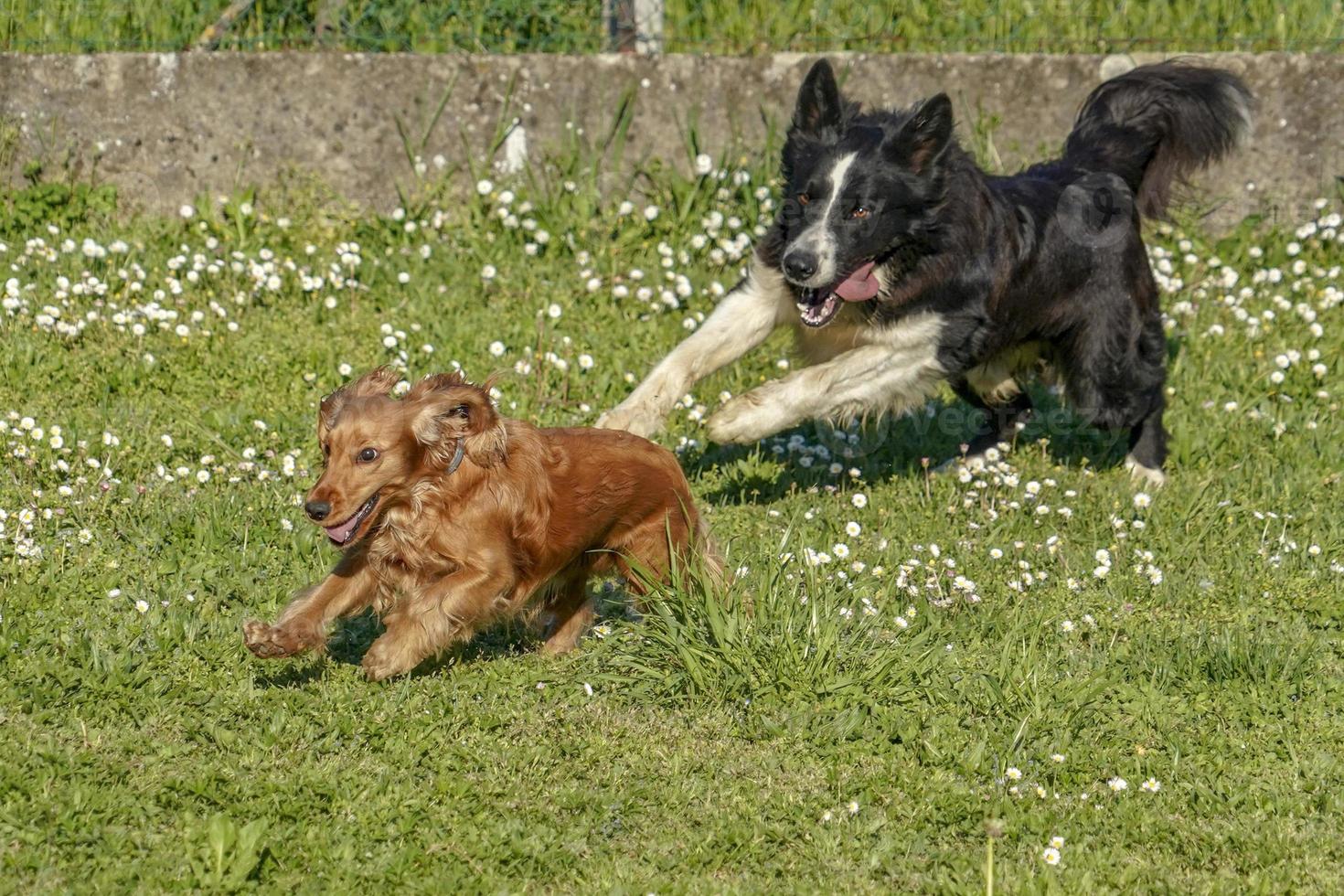 feliz cocker spaniel corriendo en la hierba verde con border collie foto