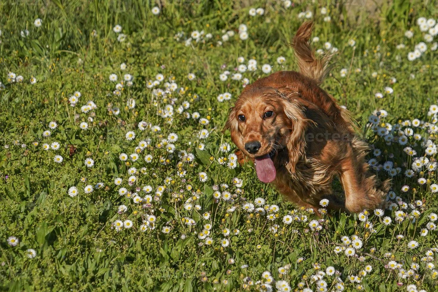 young dog running on the grass photo