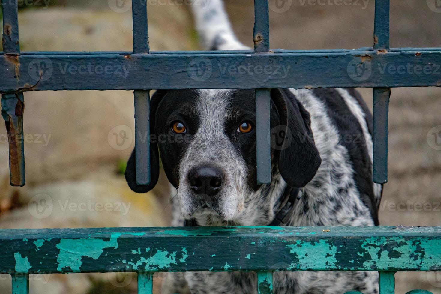 caged dog portrait looking at you photo