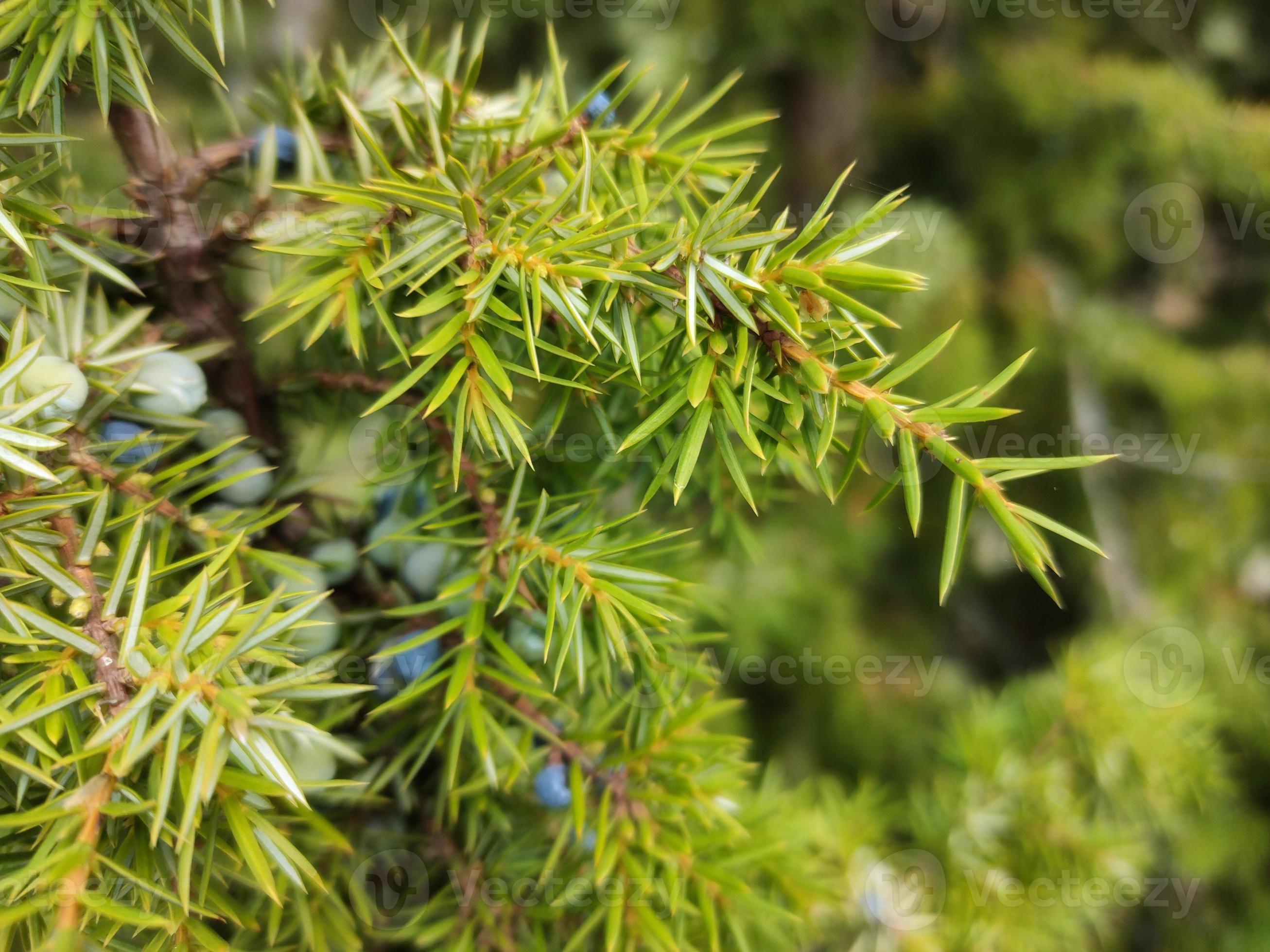Juniper tree branch Background with juniper branches grow 18832346