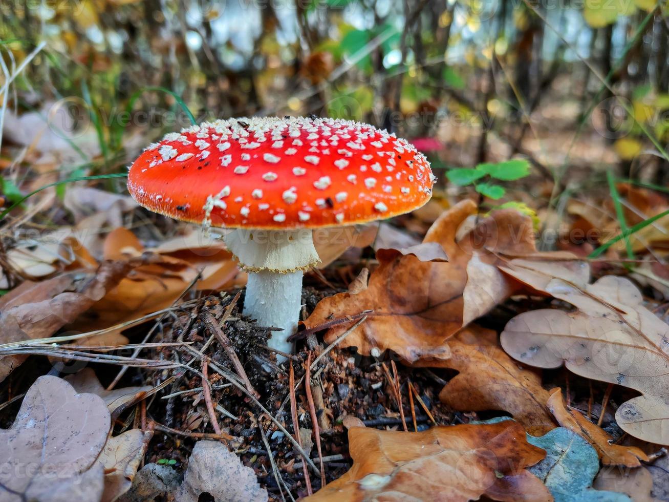 A poisonous mushroom in the autumn forest. photo