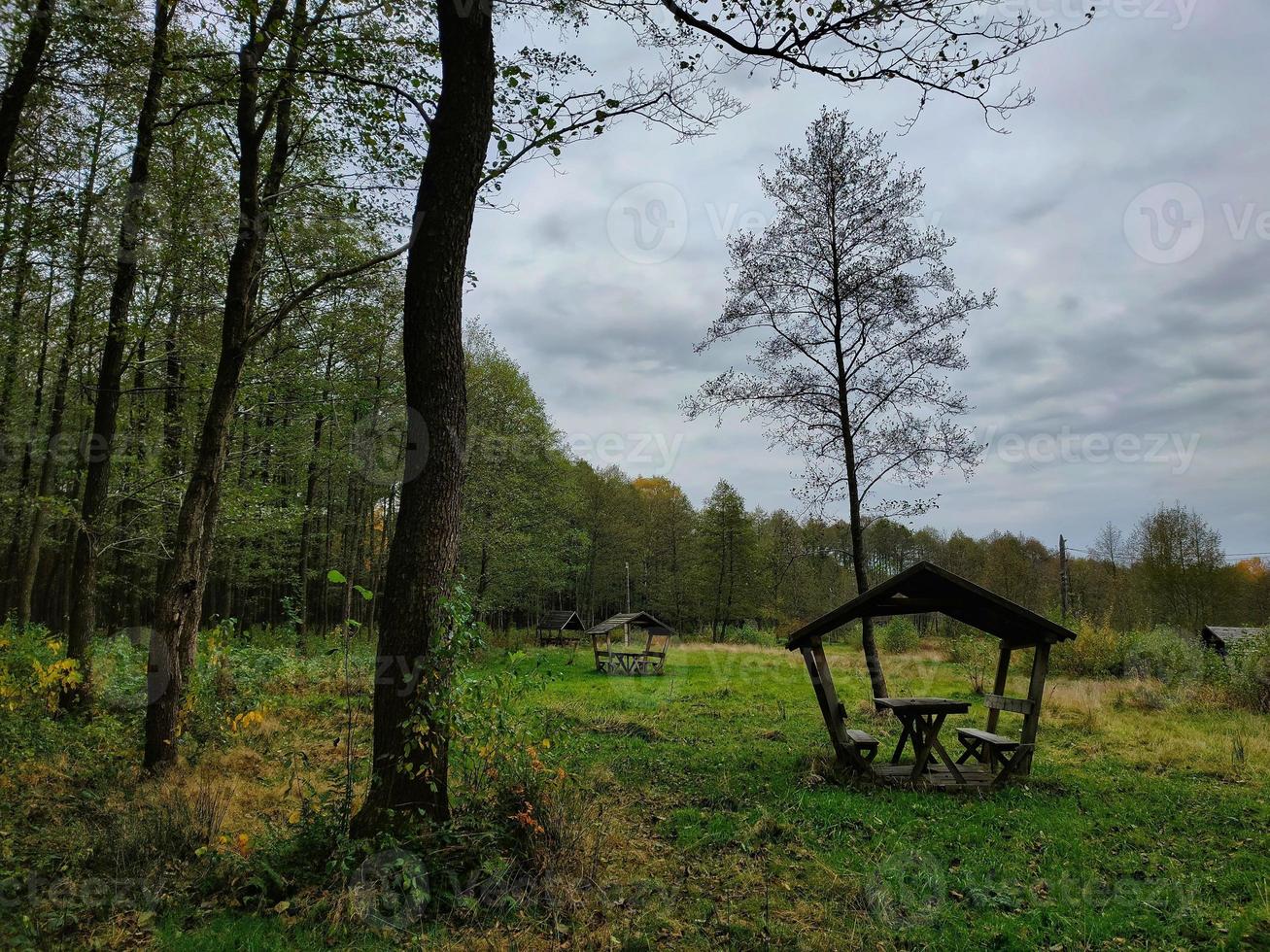 picnic cenador de madera en el bosque de pinos foto