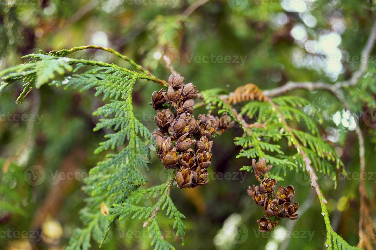 green thuja branch with cones. photo