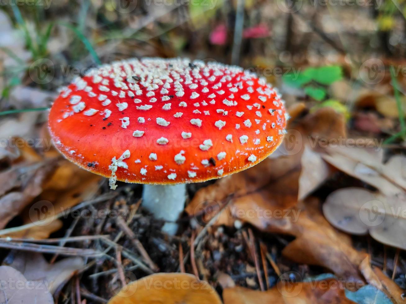 A poisonous mushroom in the autumn forest. photo