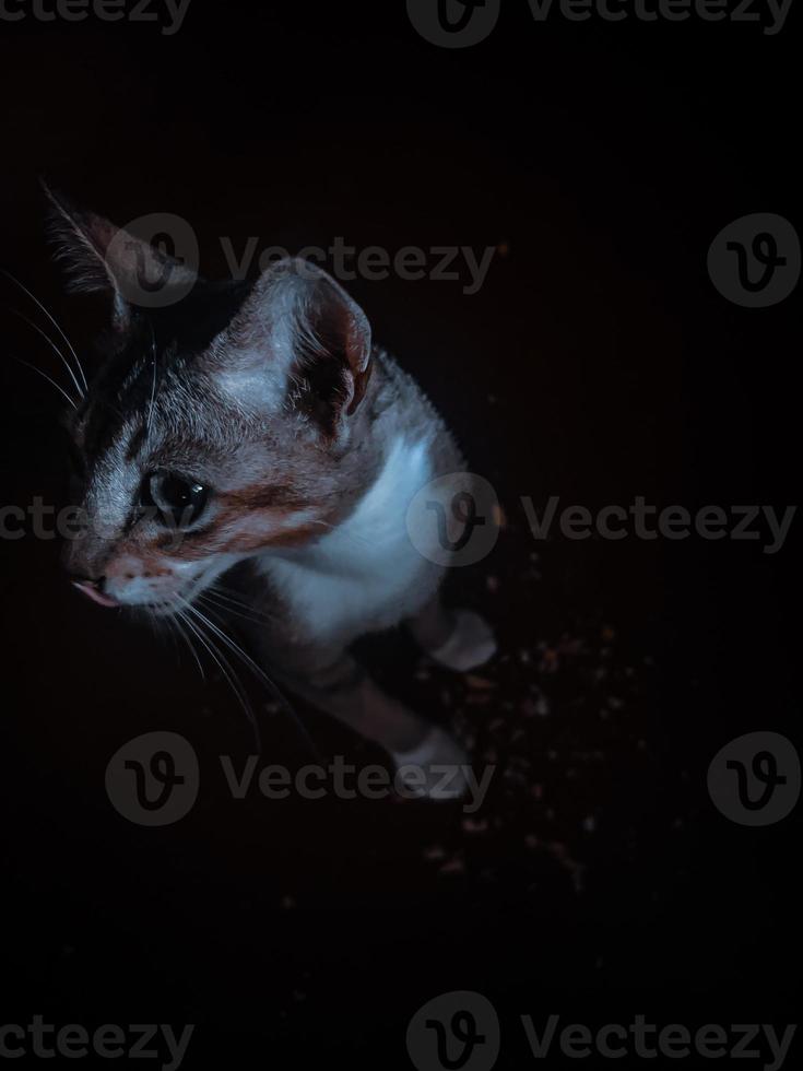 Portrait of a cat in dark photo