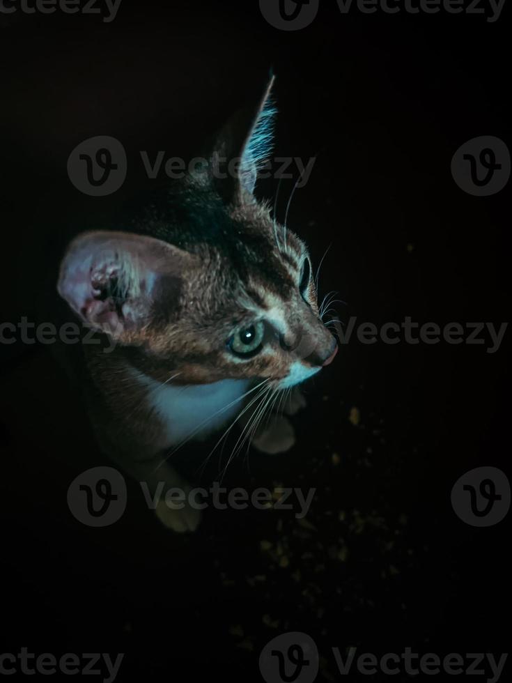 Portrait of a cat in dark photo