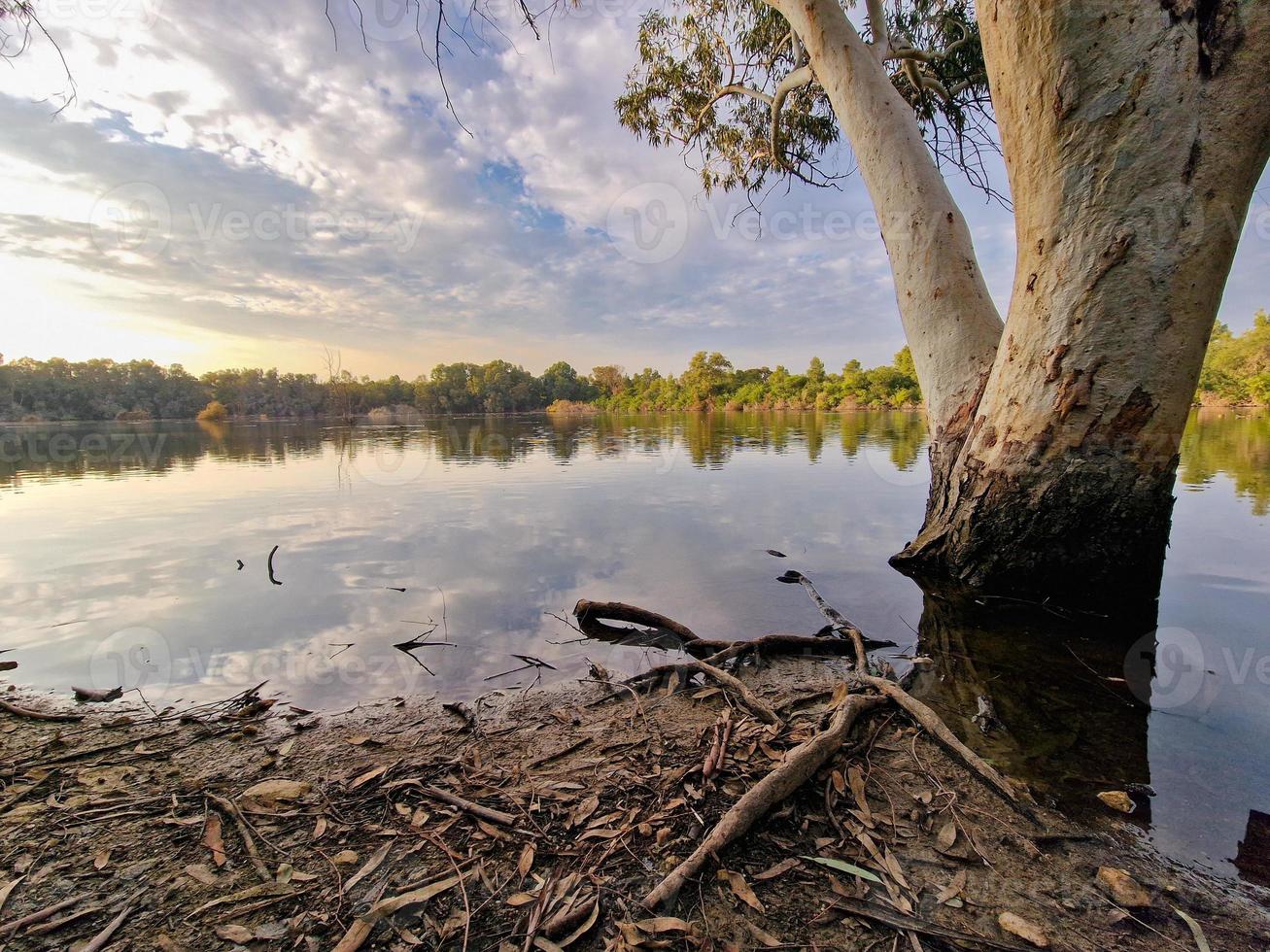 Beautiful tree bark and lake and surrounding trees at Athalassa National Park, Cyprus. photo