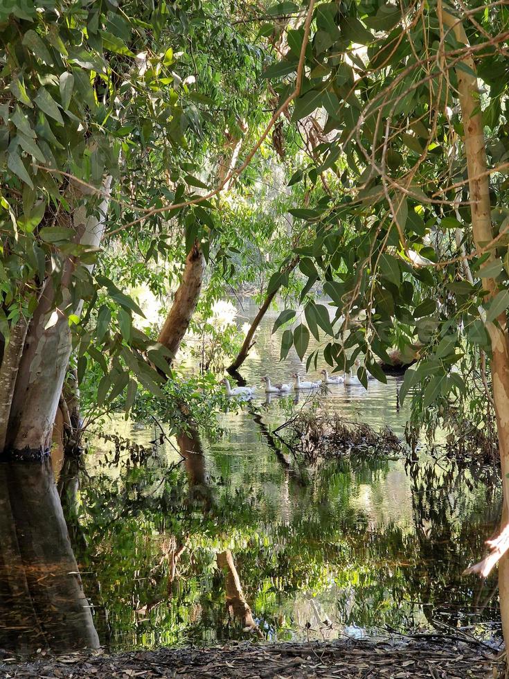 Beautiful reflections of tree barks and swimming geese in the lake at Athalassa, Cyprus photo