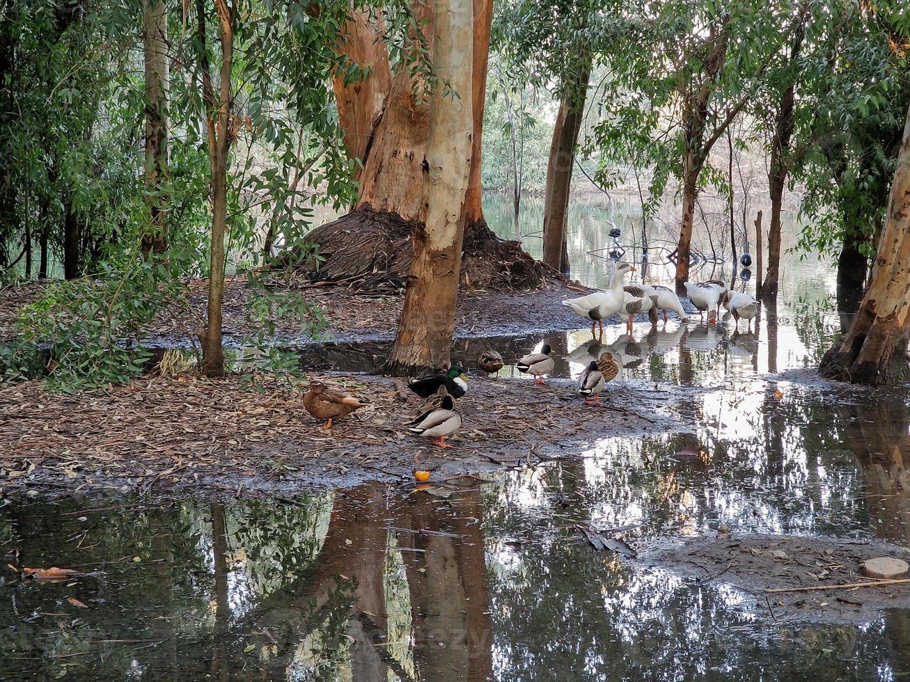 Geese on the shore of the lake at Athalassa National Park, Cyprus photo