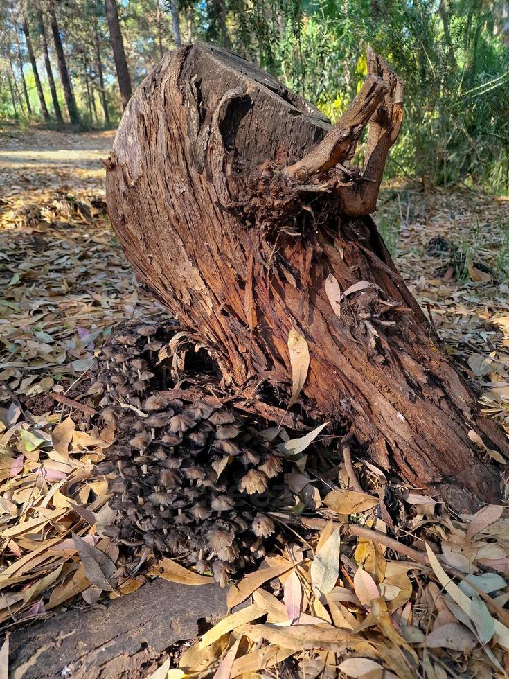 Cut eucaliptus tree bark and wild mushrooms at Athalassa Park, Cyprus photo