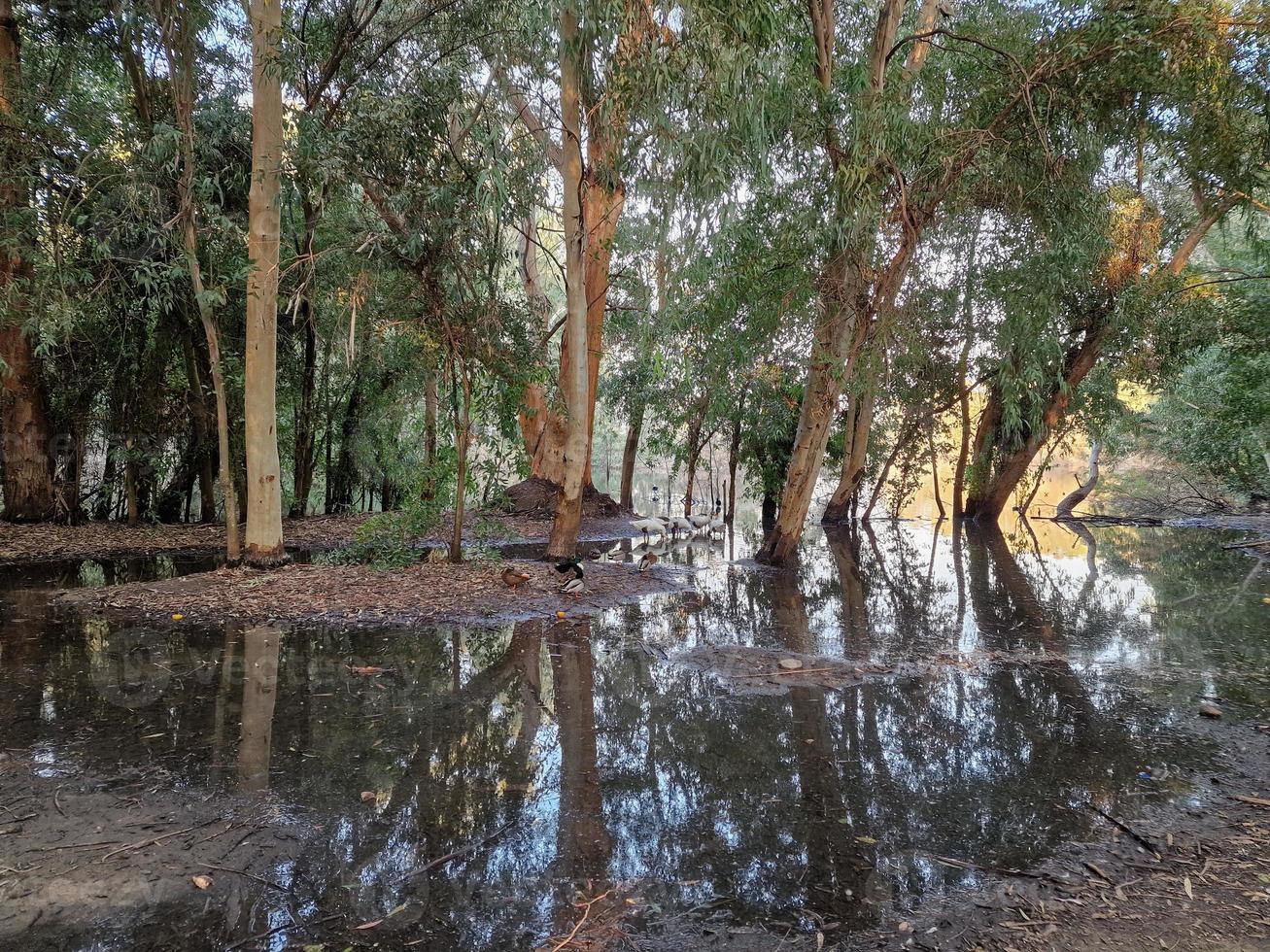 Geese on the shore of the lake at Athalassa National Park, Cyprus photo