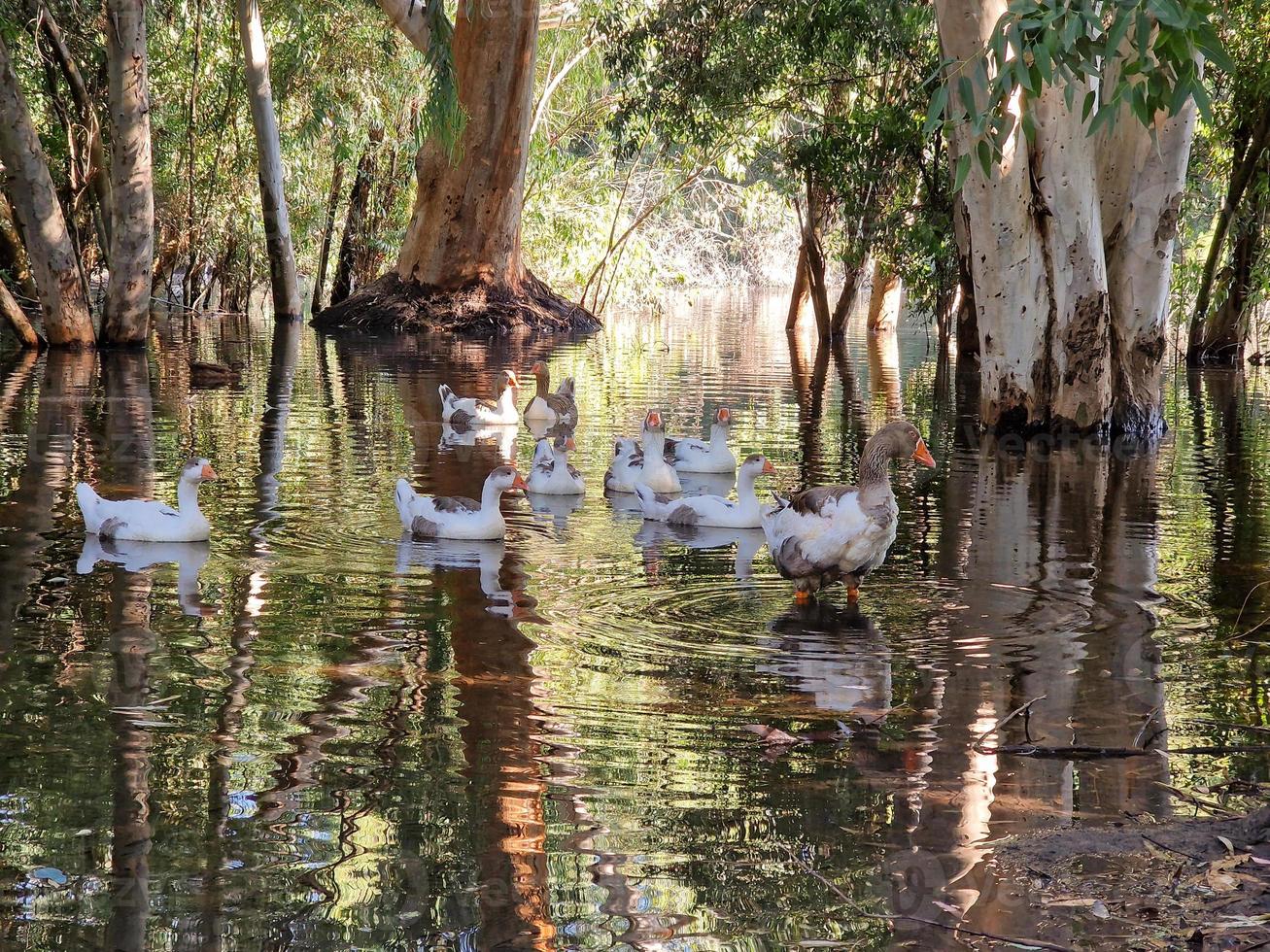 Beautiful reflections of tree barks and swimming geese in the lake at Athalassa, Cyprus photo