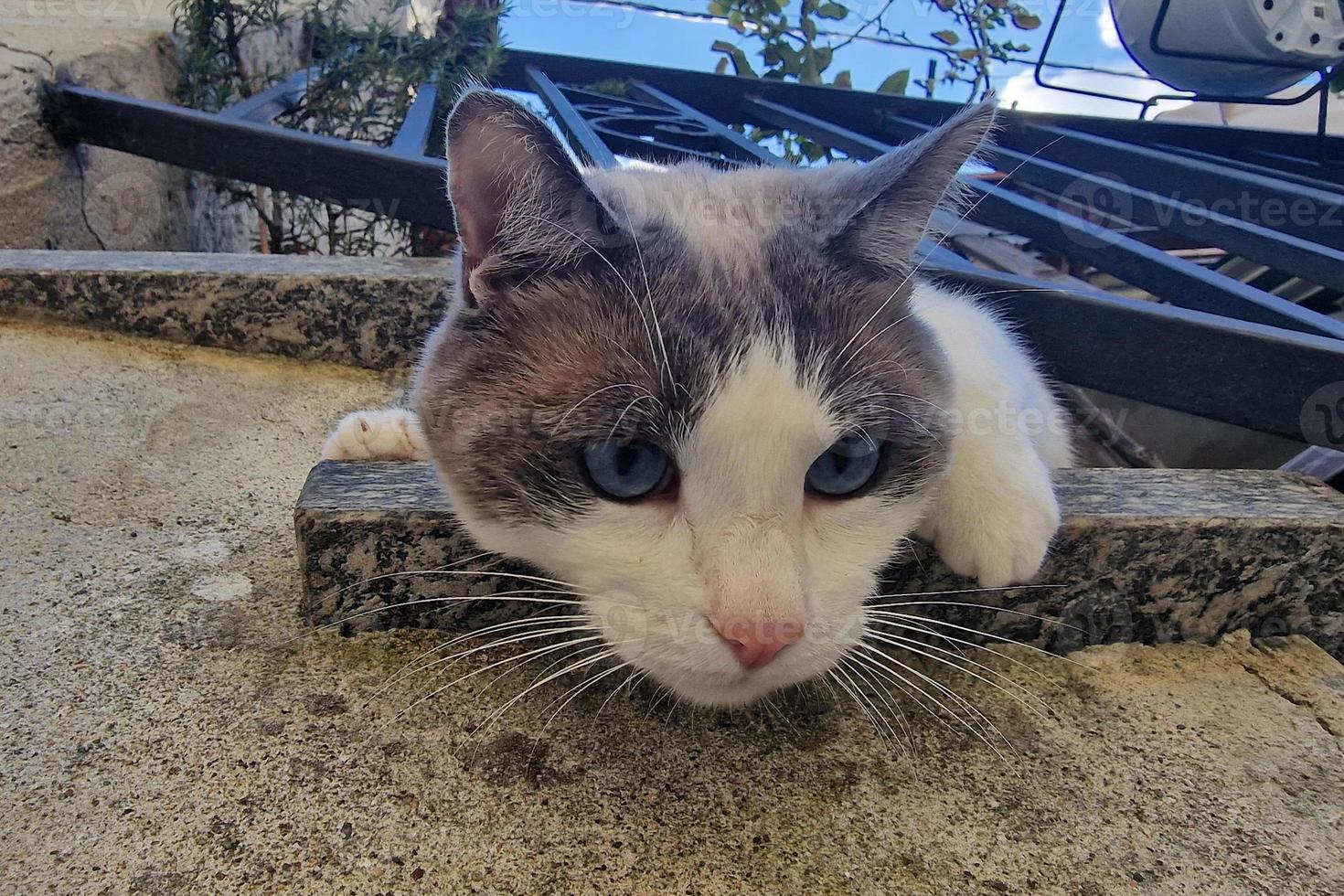 cat leaning from house balcony photo