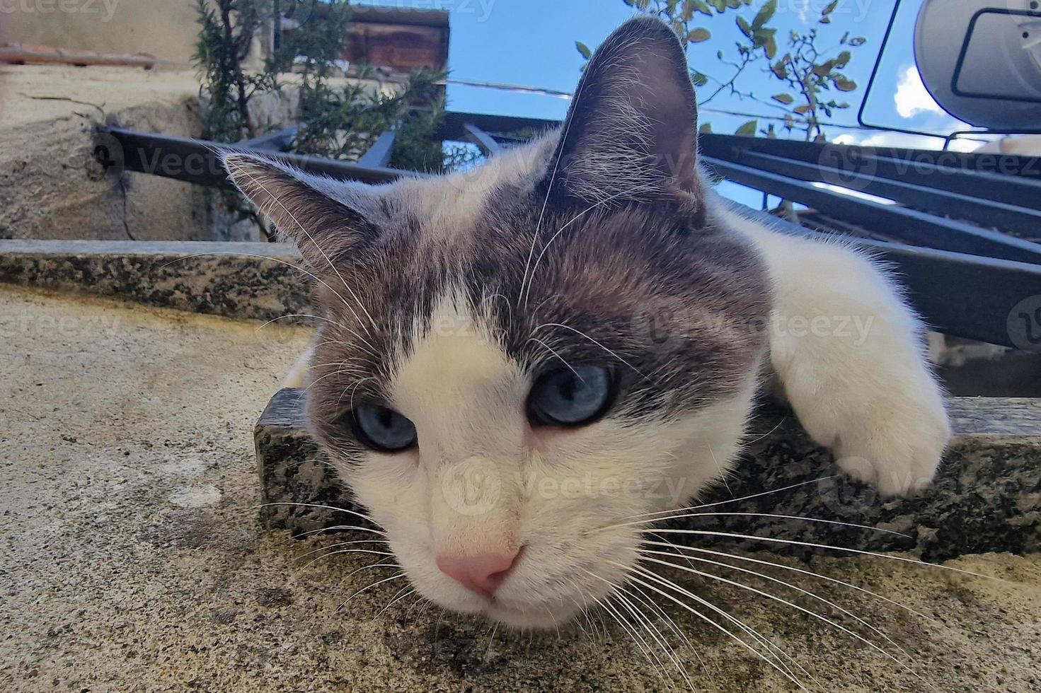 cat leaning from house balcony photo