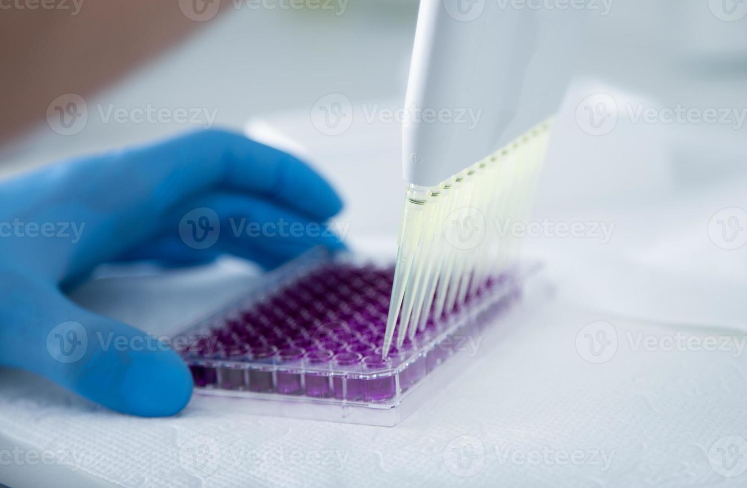 cell culture at the medicine, medical and cell culture laboratory photo