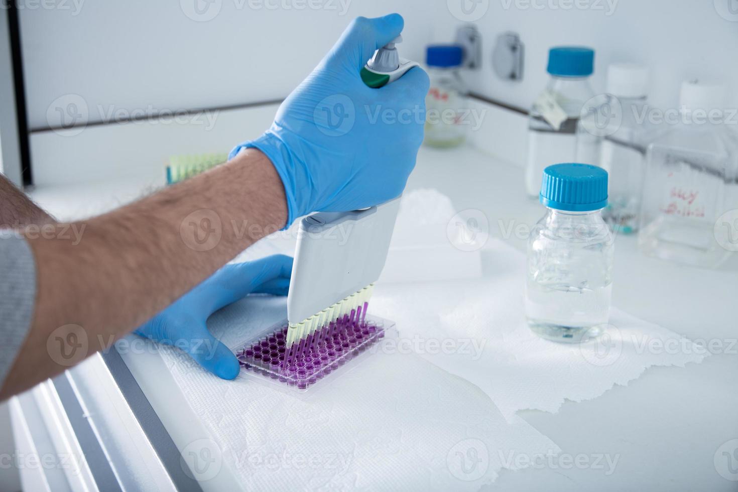 cell culture at the medicine, medical and cell culture laboratory photo