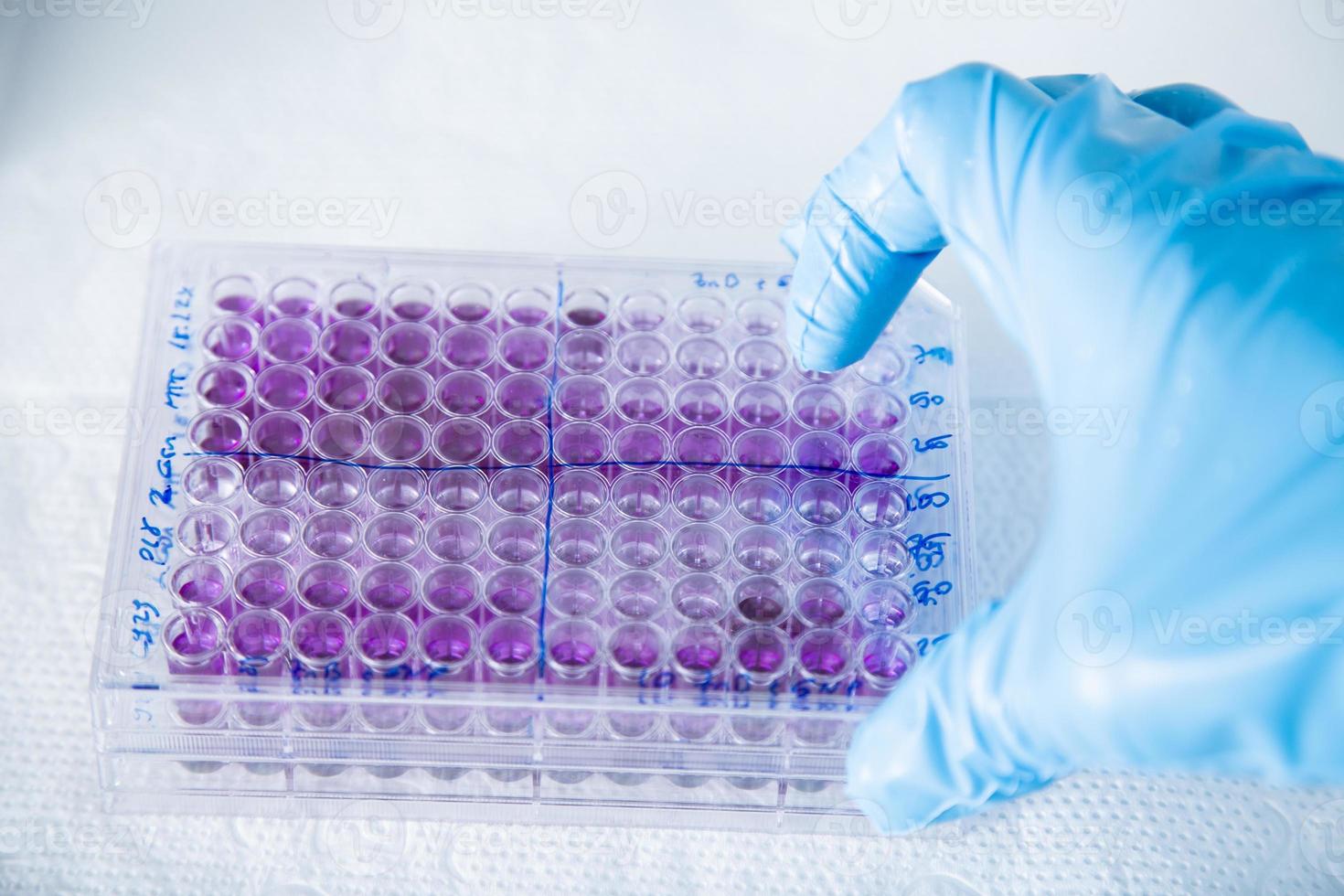 cell culture at the medicine, medical and cell culture laboratory photo