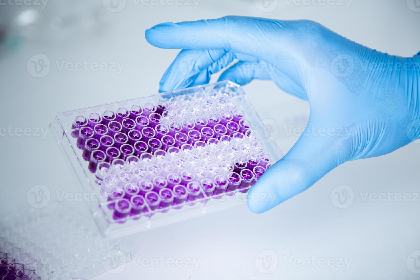 cell culture at the medicine, medical and cell culture laboratory photo