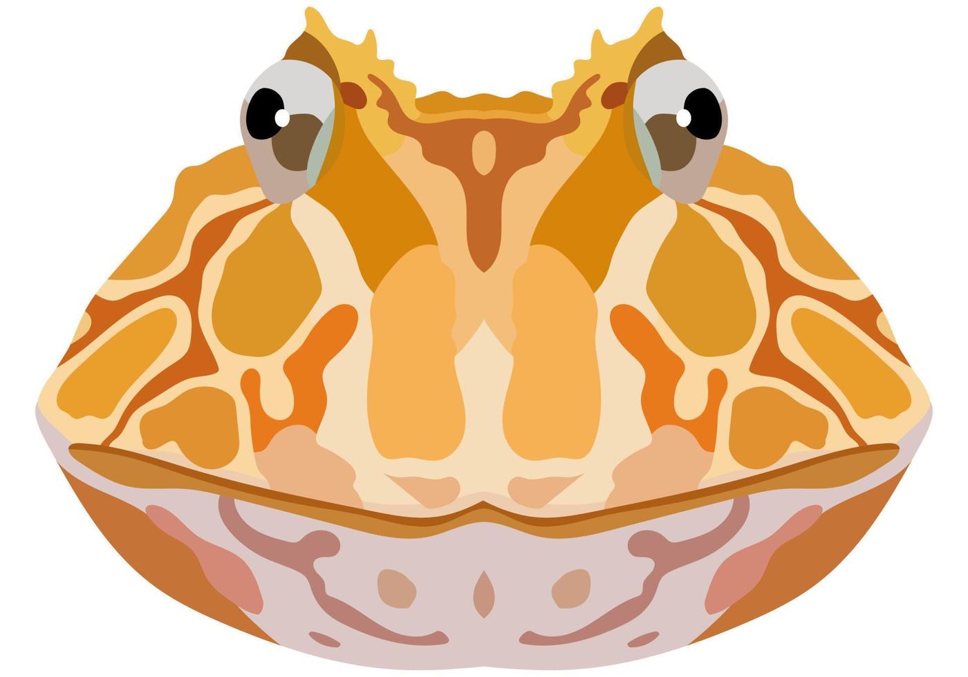 Realistic face of Ceratophrys toad. Portrait of a frog on a white background. Vector graphics.
