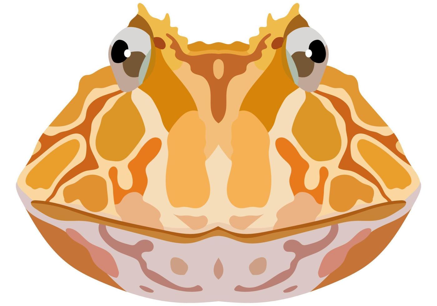 Realistic face of Ceratophrys toad. Portrait of a frog on a white background. Vector graphics.