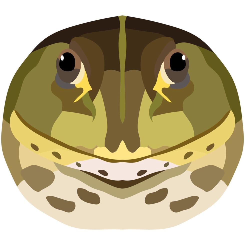 Realistic face of an ordinary frog. Toad portrait isolated on white background. Vector graphics.
