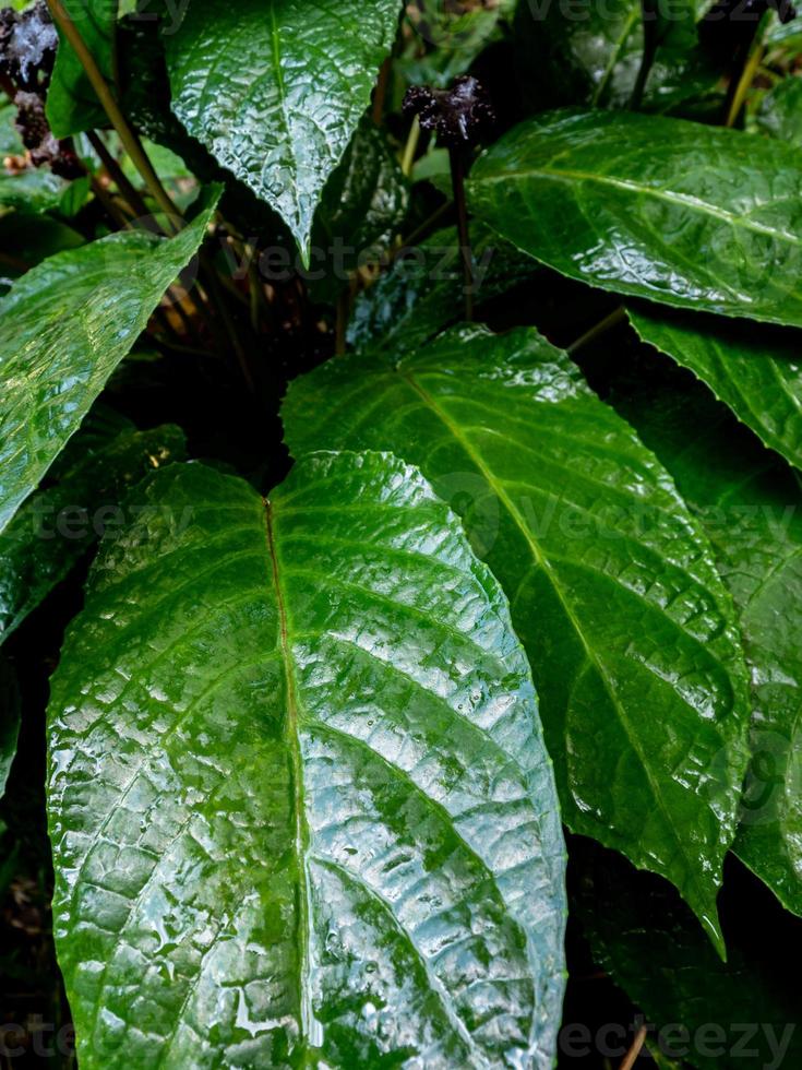 Congo fig Dorstenia Elata Glossy and dark green leaf surface of rainforest plants photo