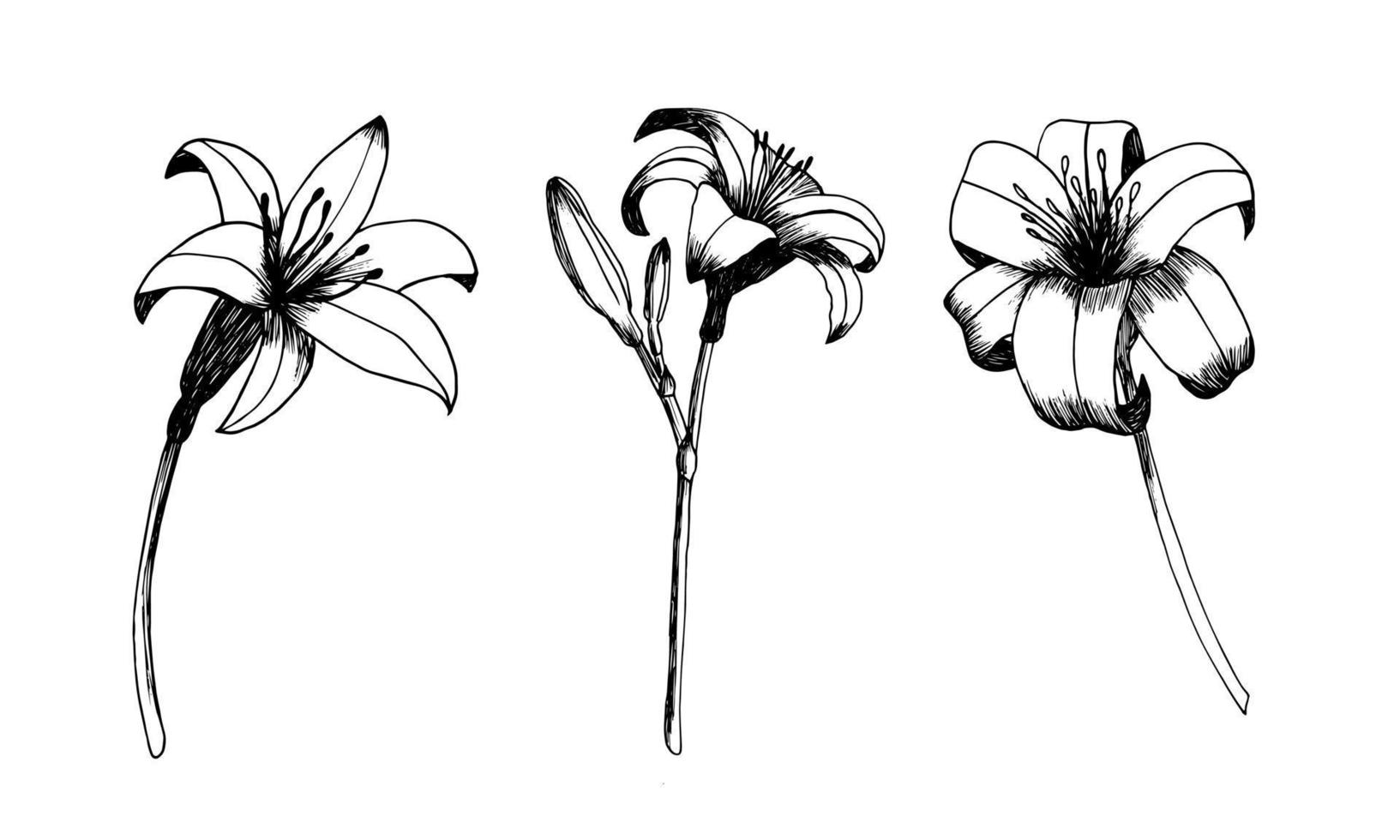 Daylily vector set. Hand drawn botanical lily sketch. Different kinds of day lilies isolated on white background. Realistic ink flower illustration.