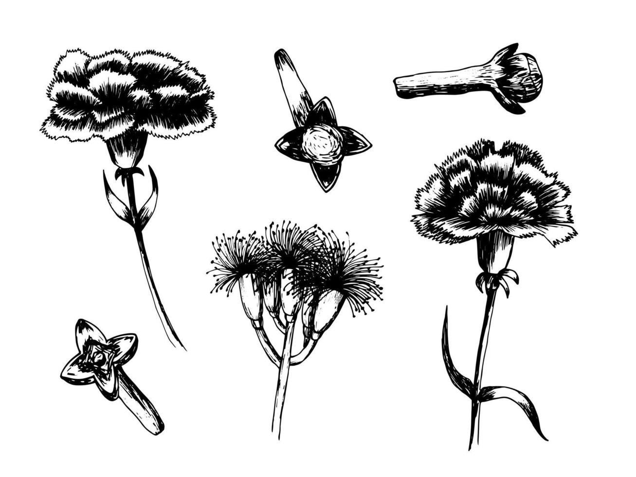 Big carnation vector set. Hand drawn carnation flower illustration set. Clove and carnation flowers.