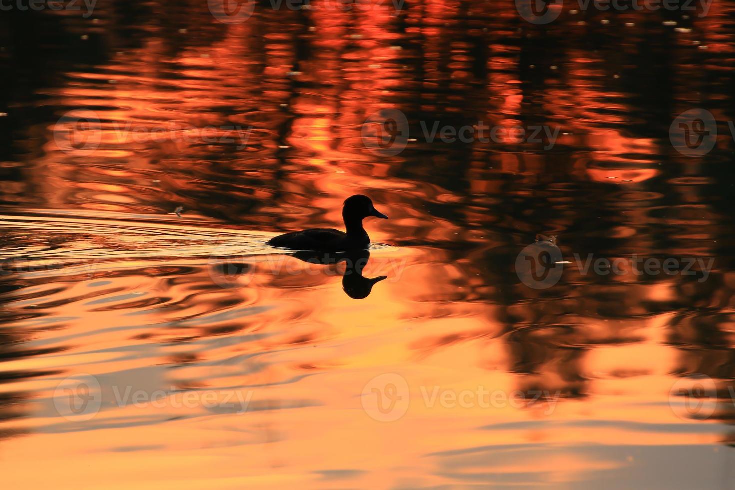 The wild goose float in the evening lake while the golden light reflected in the beautiful water surface. photo