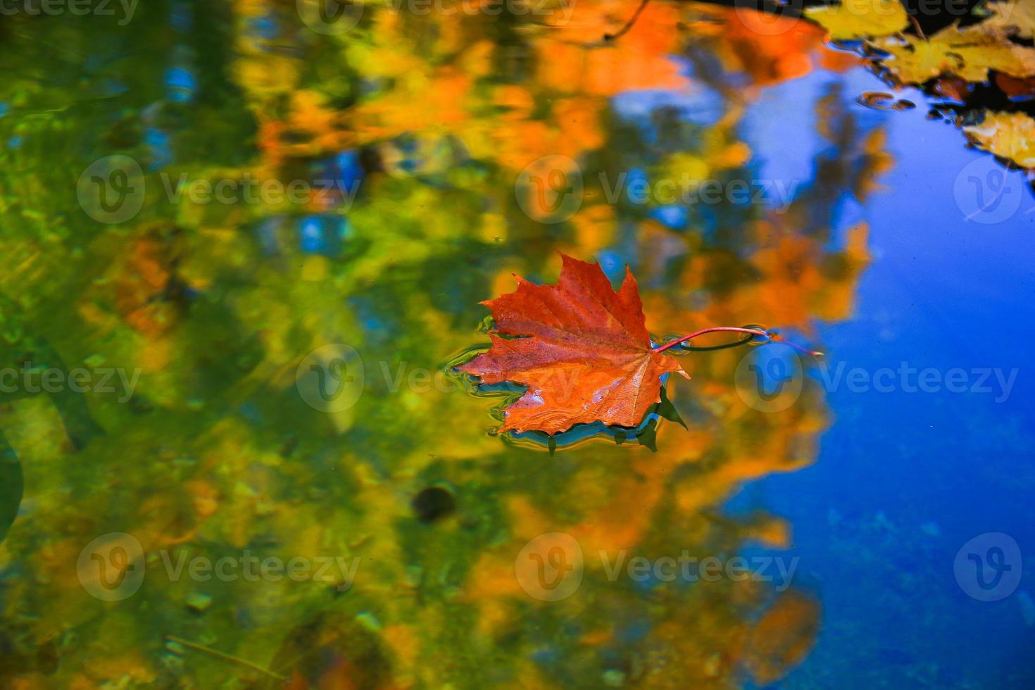 October Atumn Maple Leaf floating on water photo