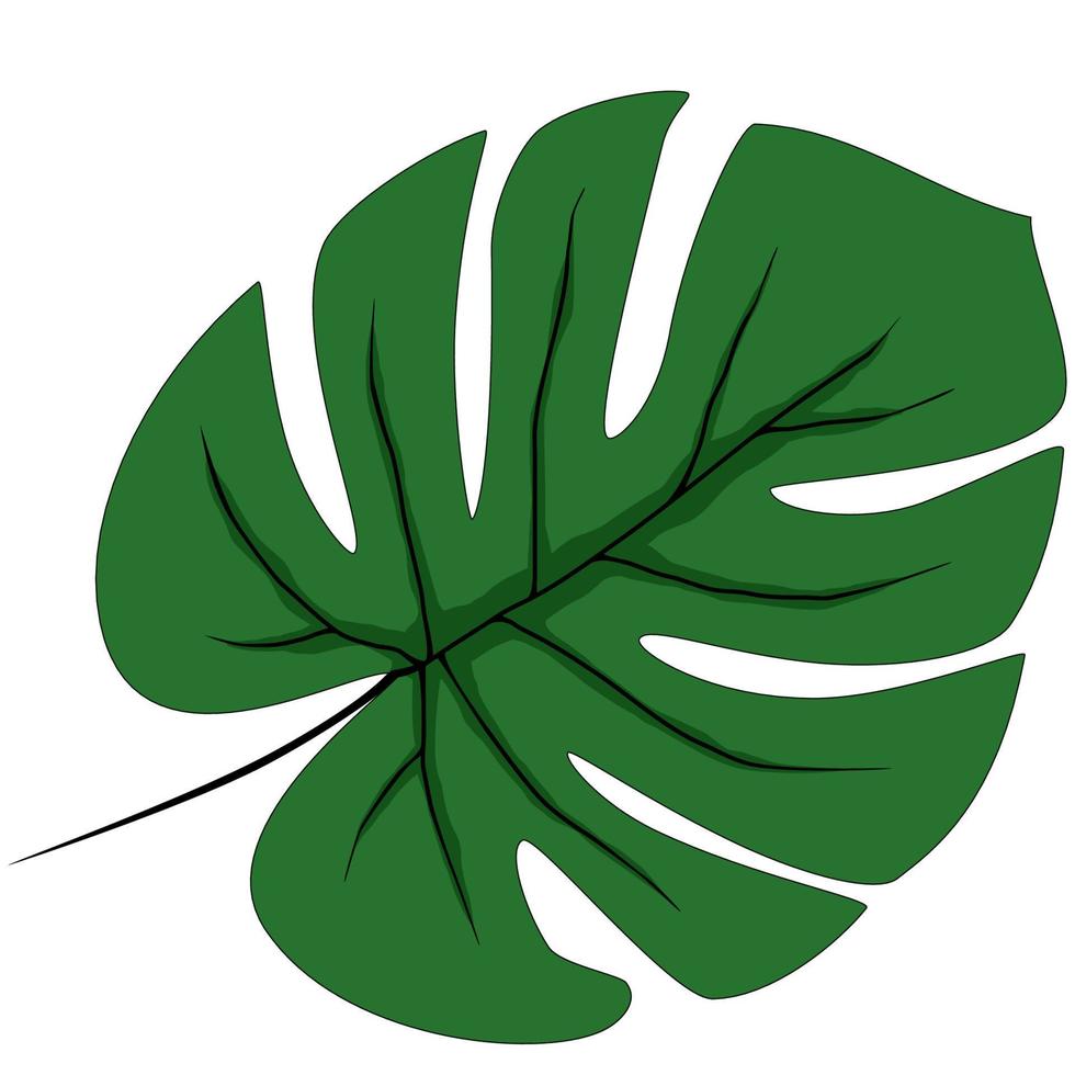 Green monstera leaf vector