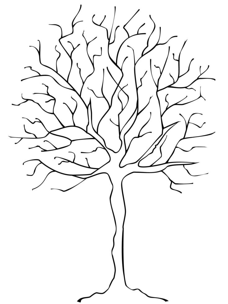 Tree without leaves vector