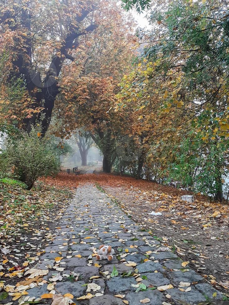 Autumn landscape near the Danube river, Regensburg city, Europe. Walking trough the forest on a foggy day. photo