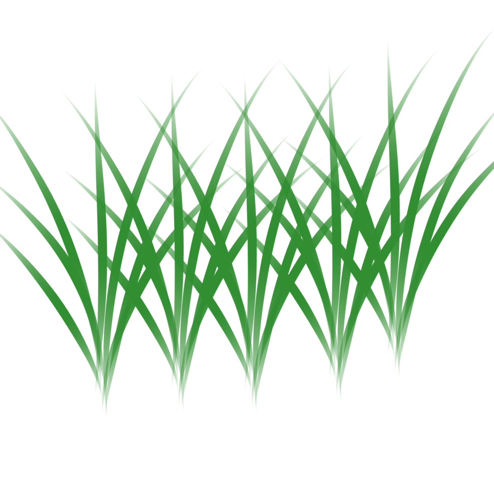 Grass or rice plant illustration png