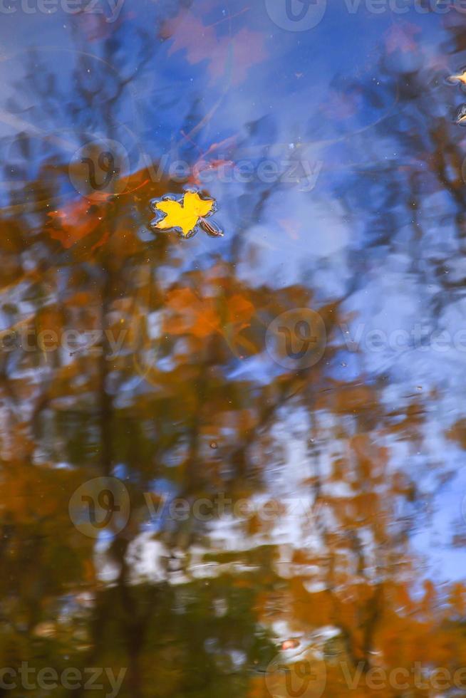 Autumn yellow maple leaves over blue water with reflection of trees in it photo