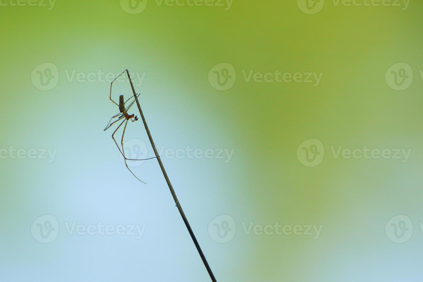 spider silhouette in the grass on green background photo