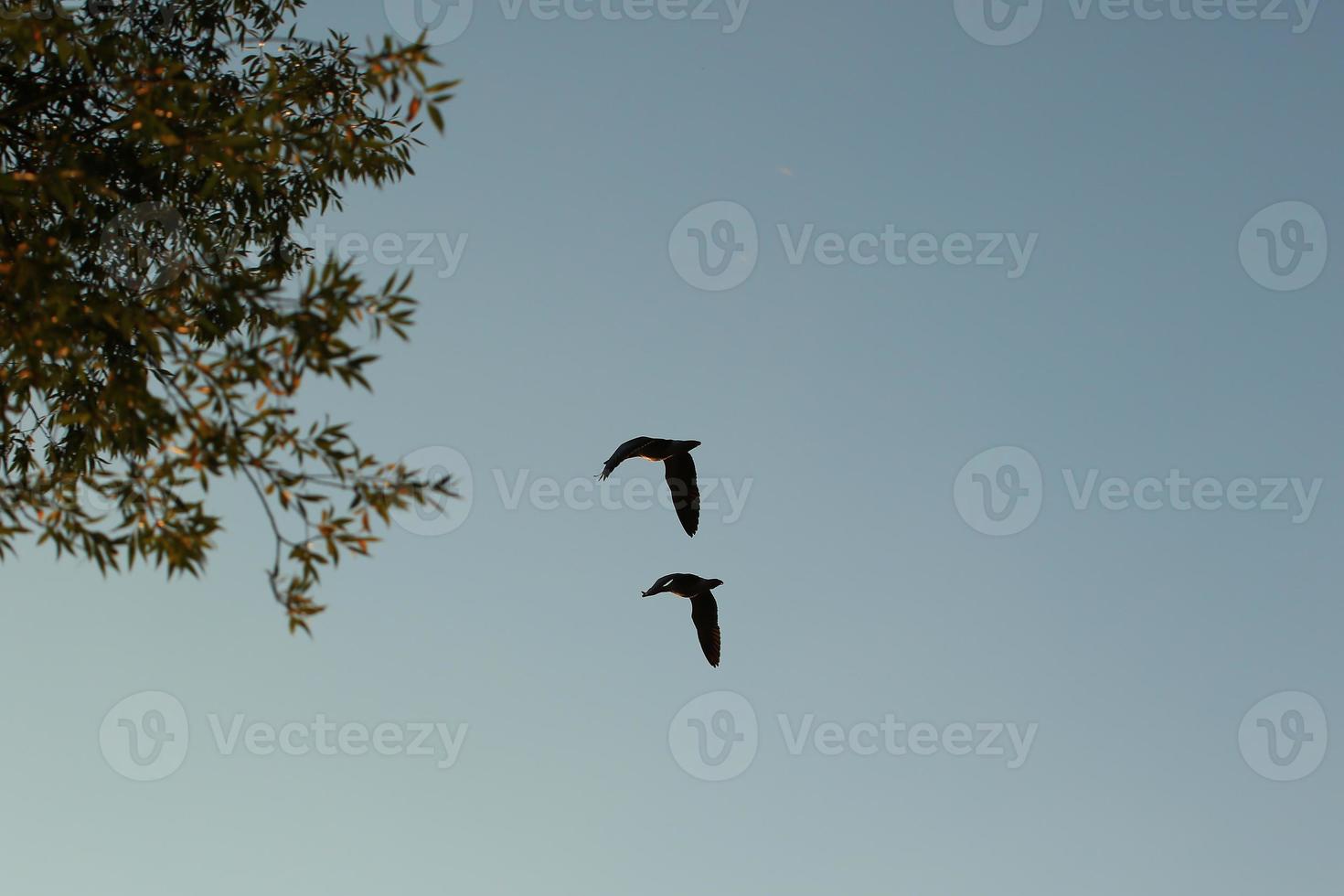 wild goose flaying near the Danube water stream photo