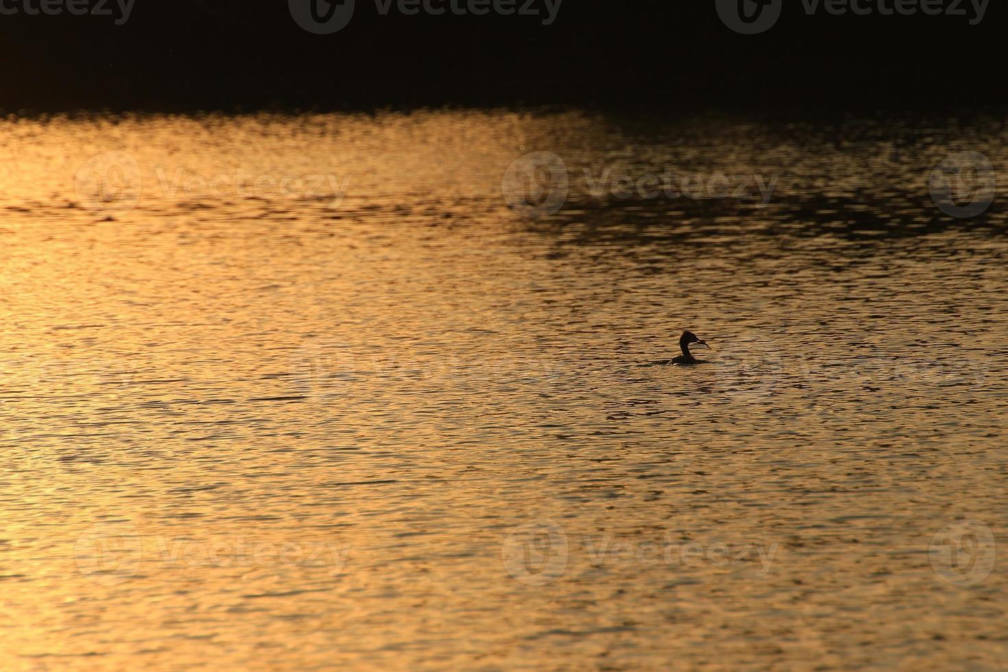 The wild goose float in the evening lake while the golden light reflected in the beautiful water surface. photo