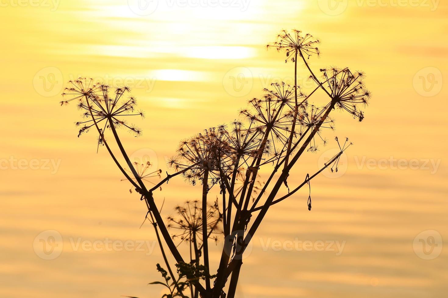 silueta de hierba y hojas al atardecer cerca del río foto