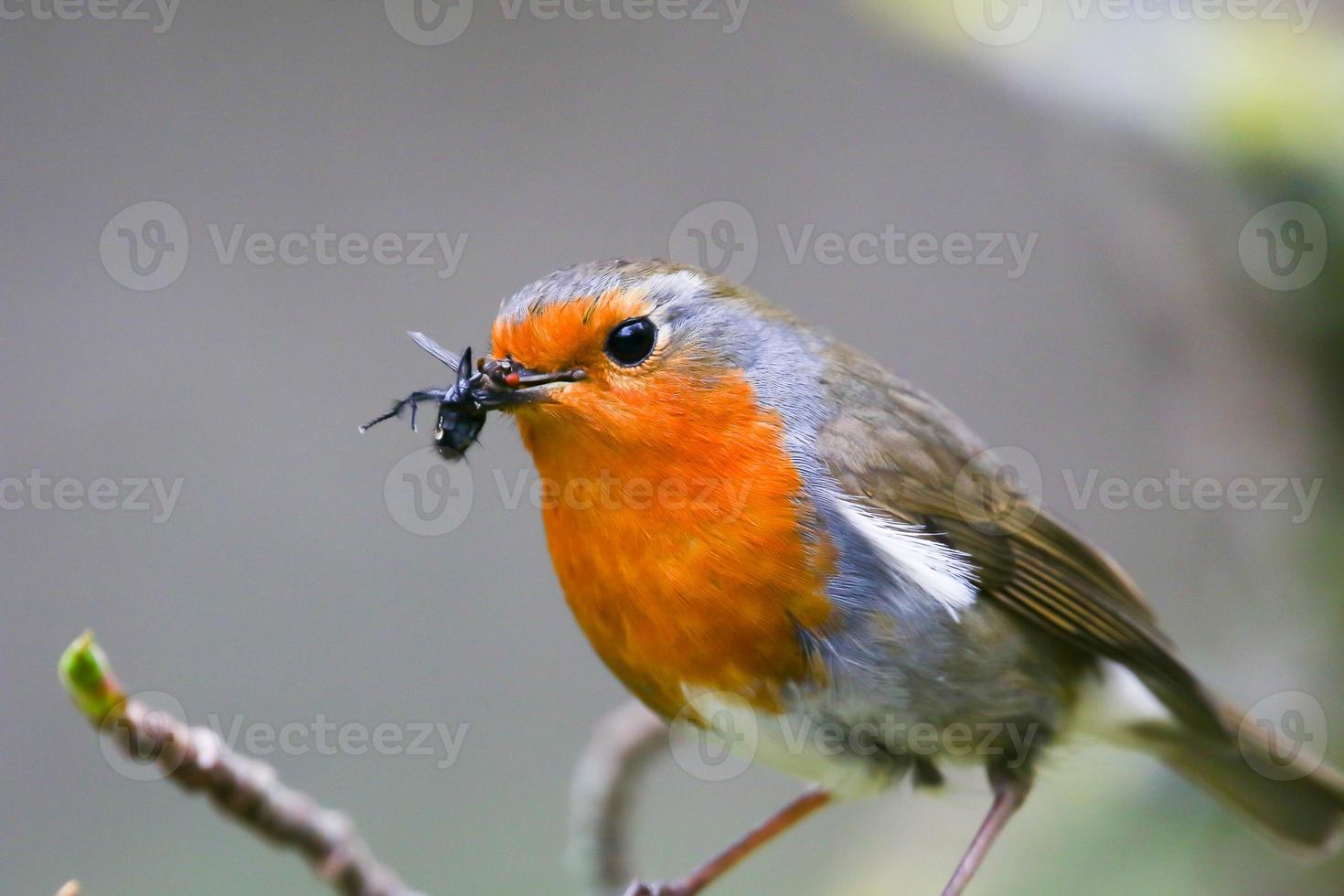robin bird sitting on tree branches in the park photo