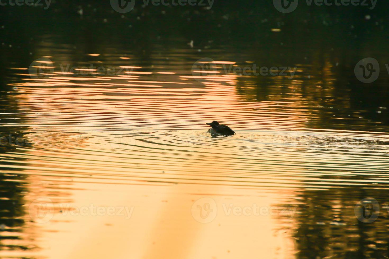 el ganso salvaje flota en el lago de la tarde mientras la luz dorada se refleja en la hermosa superficie del agua. foto