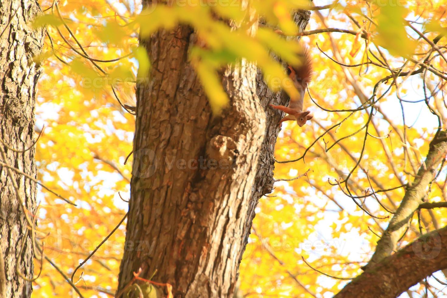 Portrait of Eurasian red squirrel climbing on tree in the park photo