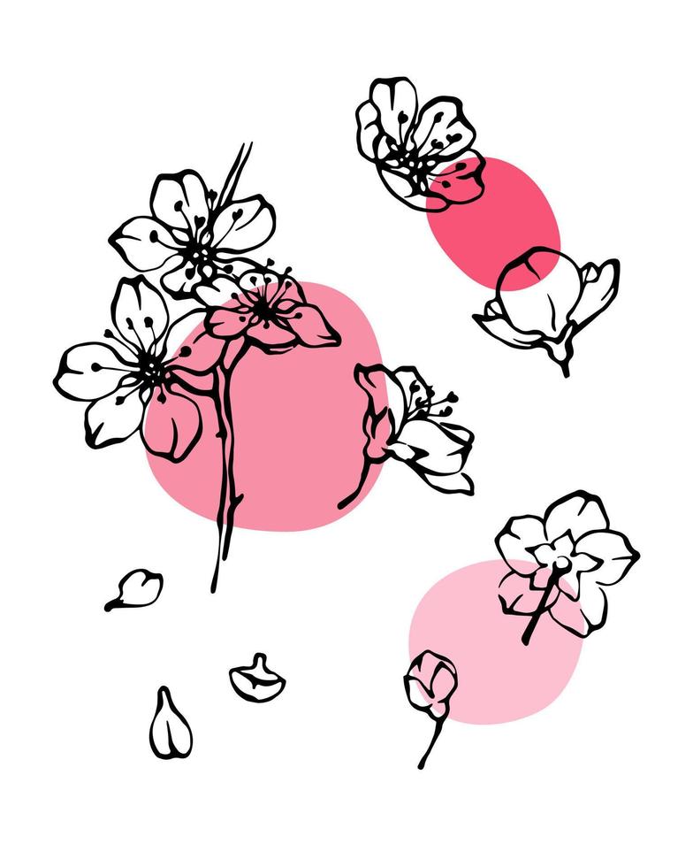 Cherry blossom black and white line art with abstrat pink color spots, sakura vector illustration