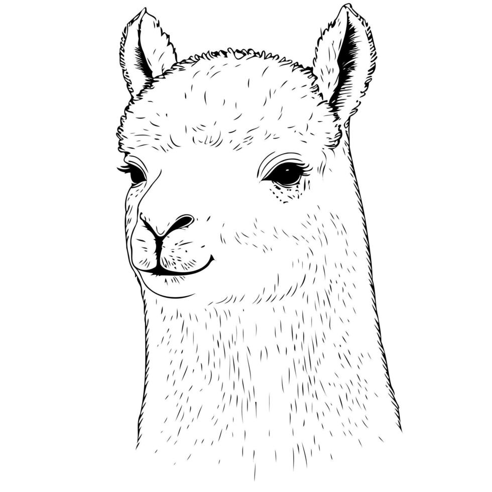 cabeza de animal camélido llamado alpaca vector